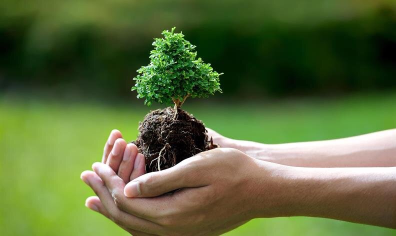 Two hands gently hold a small plant with exposed roots and soil against a blurred green background.