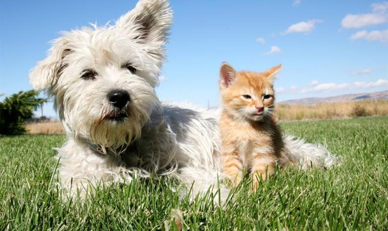 A small white dog and an orange kitten sit together on green grass under a blue sky.