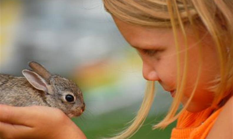 A young girl in an orange shirt gently holds a small gray rabbit and looks at it closely.